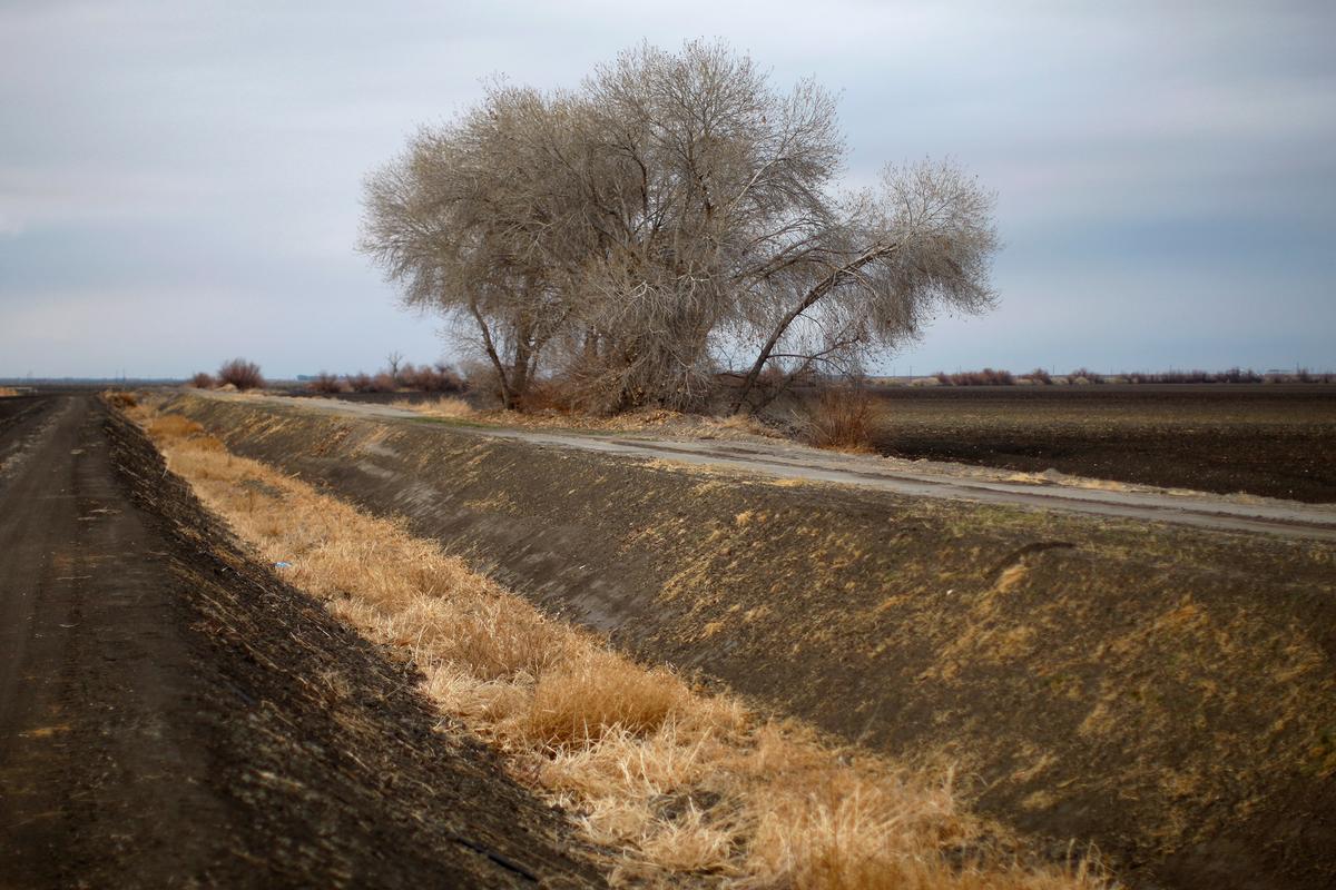 Soaring Almond Prices, Drought, and the Future of Food