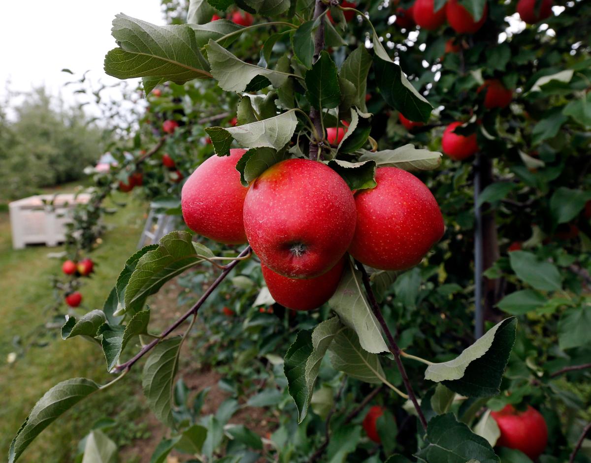 GMO Apples: Would You Eat an Apple That Never Turned Brown?