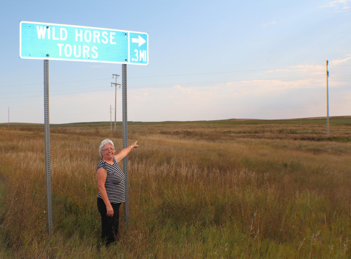 The Last Wild Horses