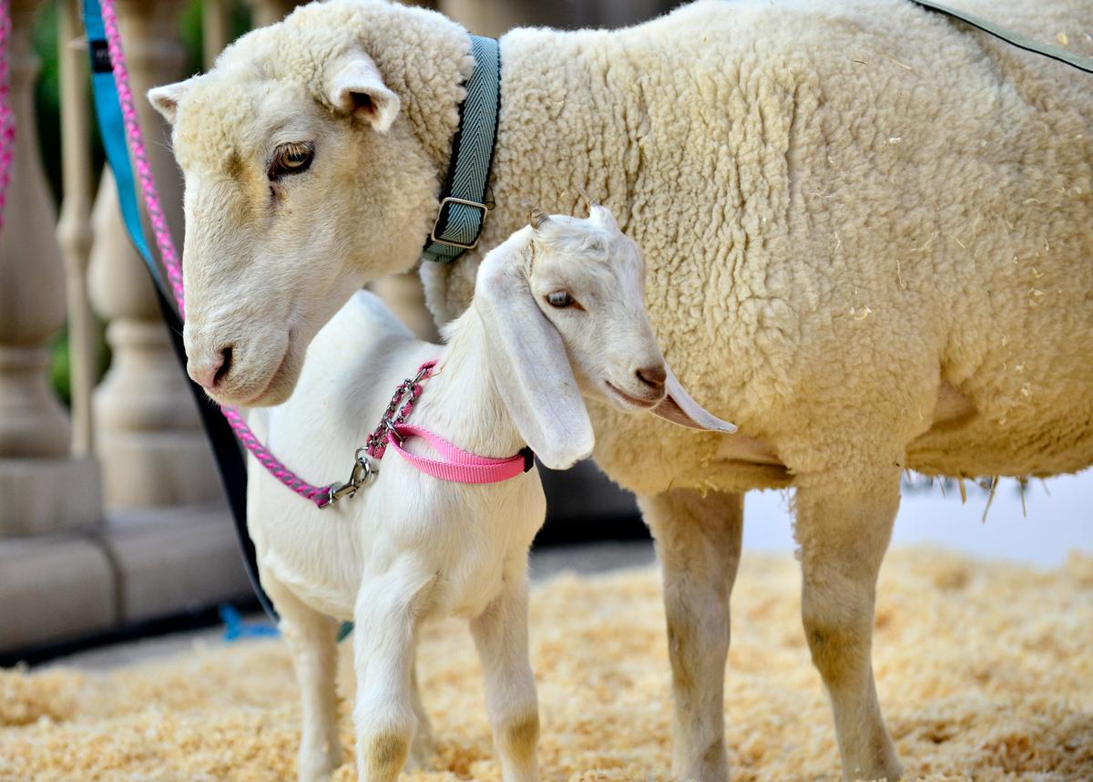 Are You Supporting This Cruel and Dumb Charity?