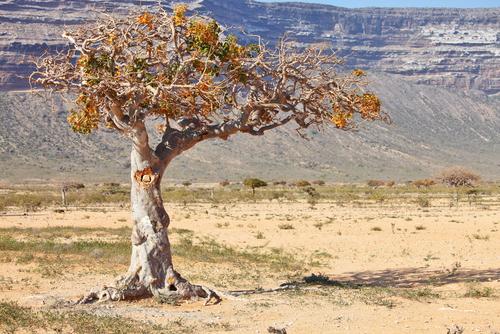 Myrrh tree (Shutterstock*)