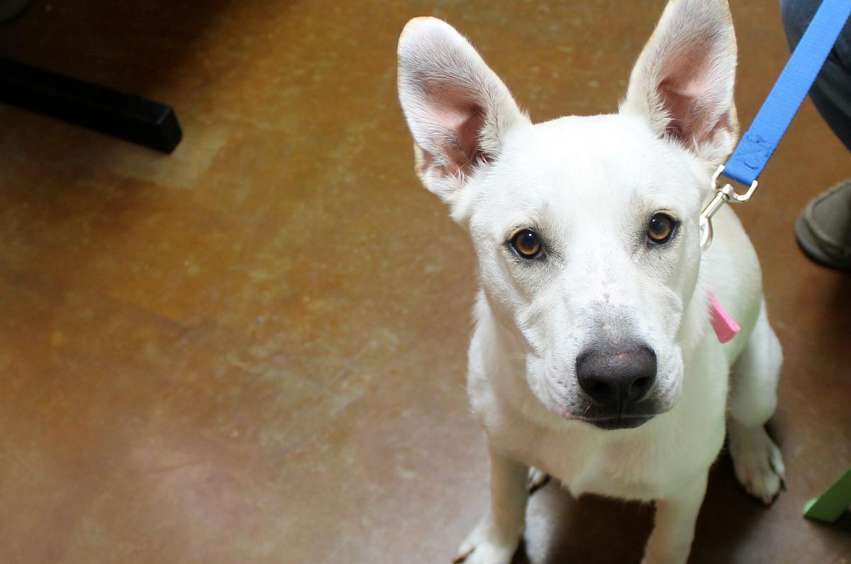 Dog Brains Process Human Speech in the Same Way We Do