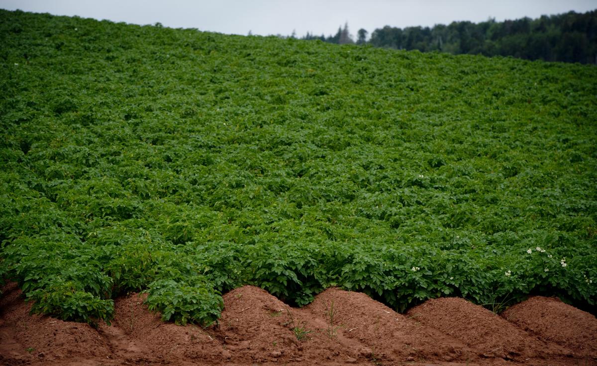 Amount of Land Devoted to Growing Vegetables Continues to Drop