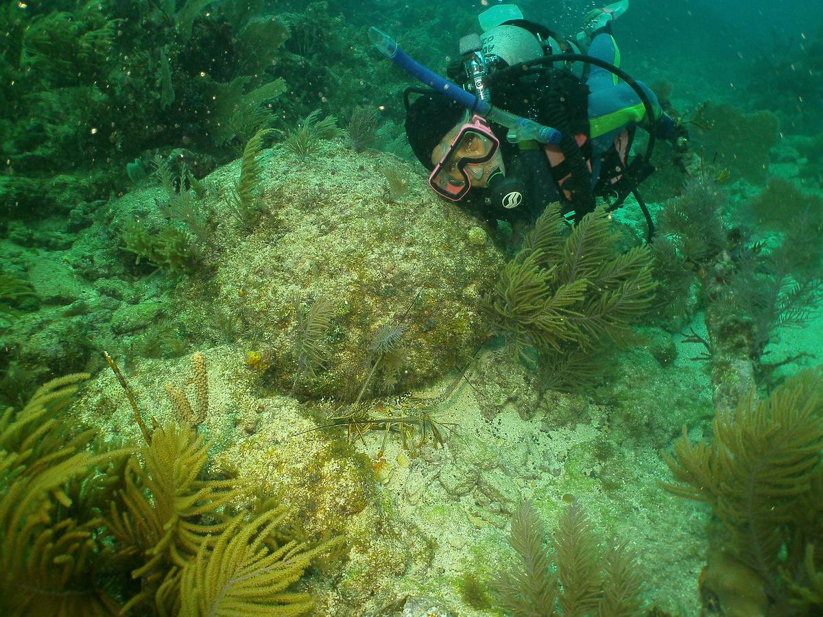 Underwater Photography: Preventing Backscatter