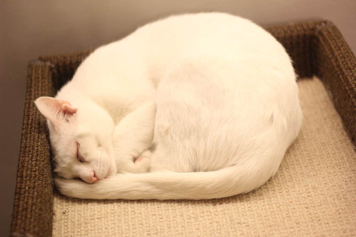 New York City Cat Café Finds Forever Homes for Cats	
