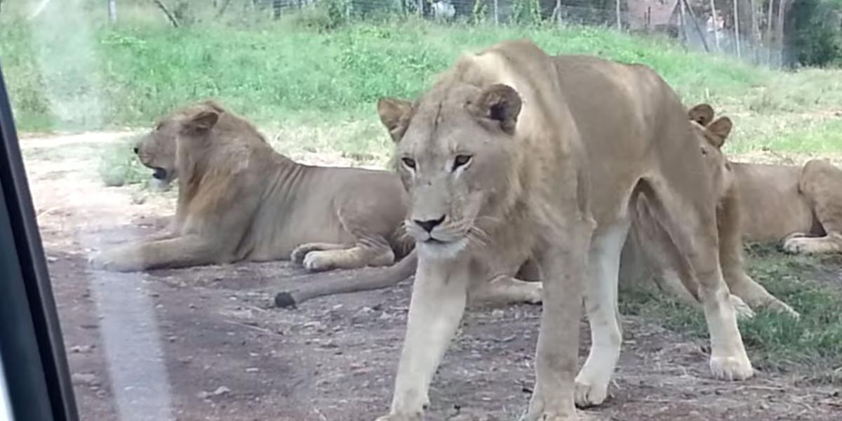 ‘Lock the door!’: Lion Opens Car Door, Freaks Out Family