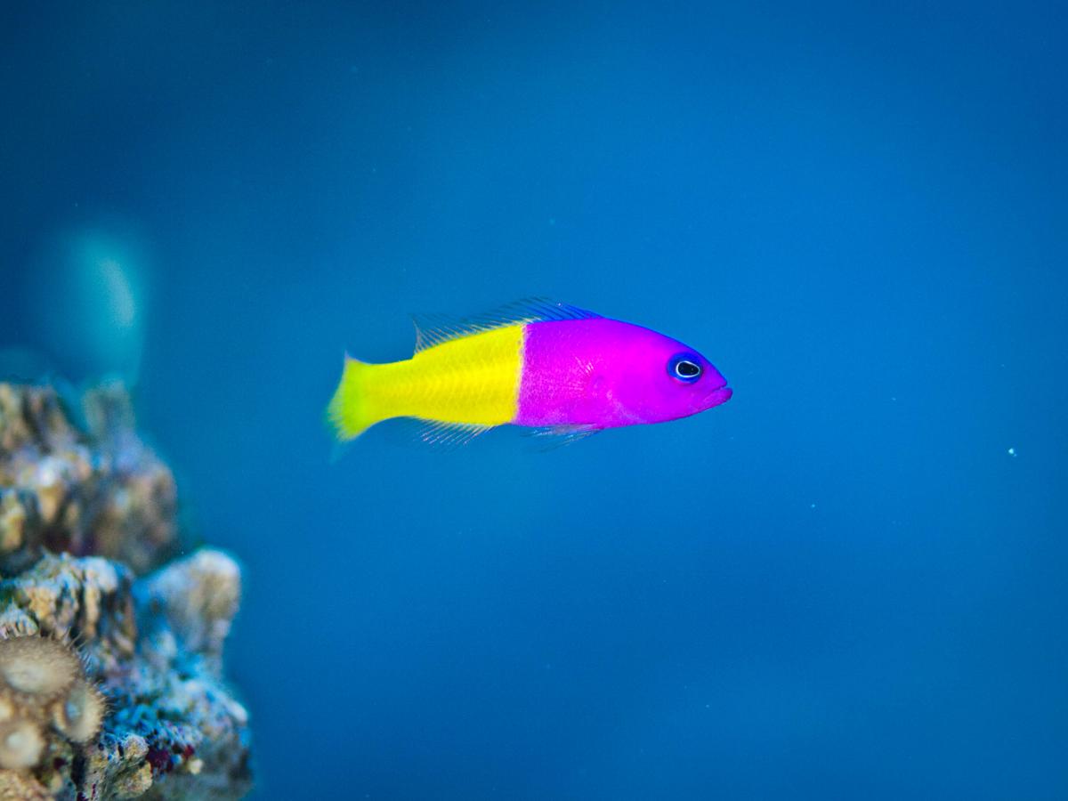 This Fish Mimics the Parents of Its Prey