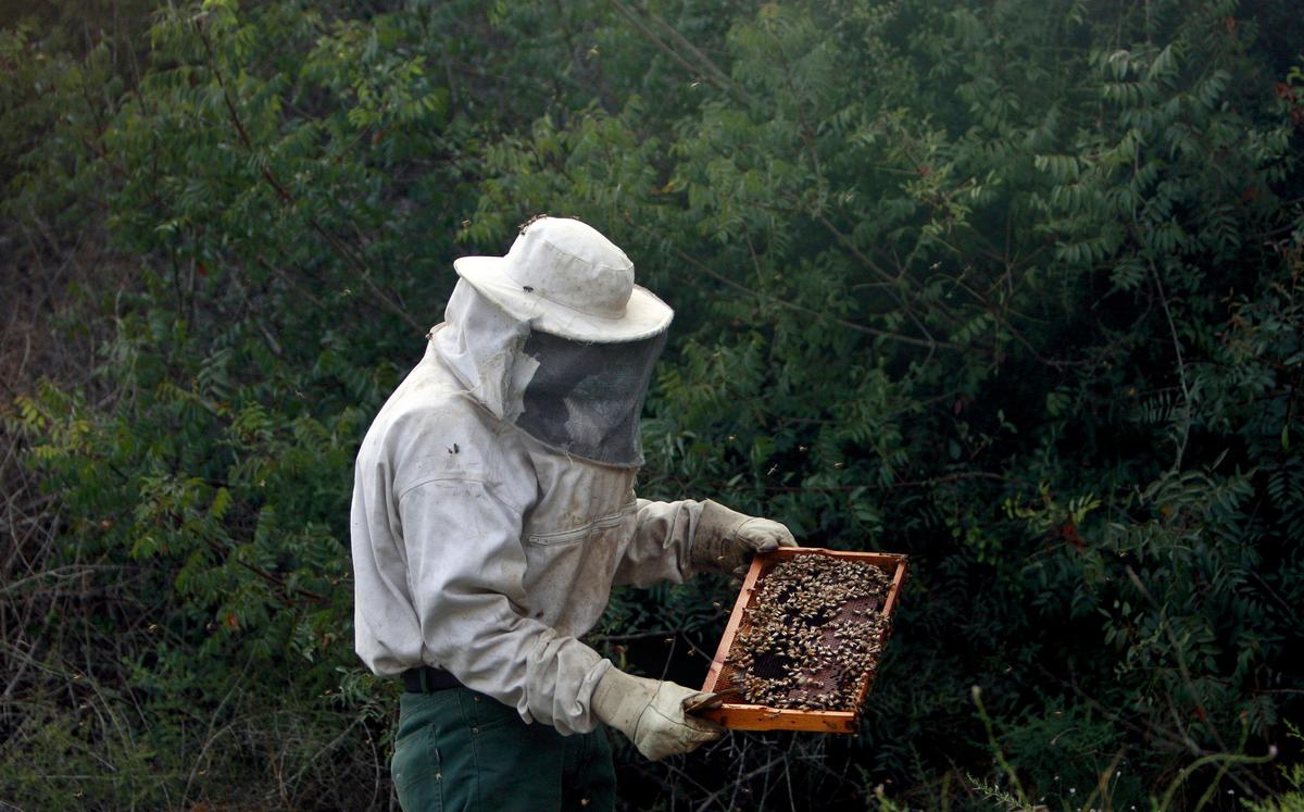 WATCH: Gigantic 100-Pound Beehive Removed from Florida Tree