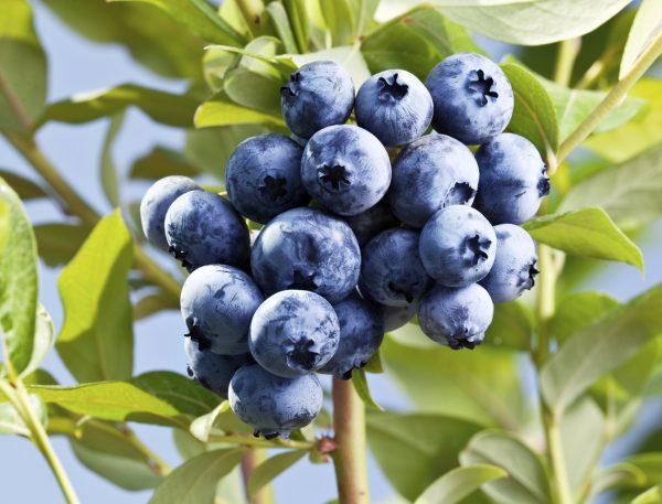 A new study finds that blueberry consumption may help with PTSD. (iStock/ValentynVolkov)