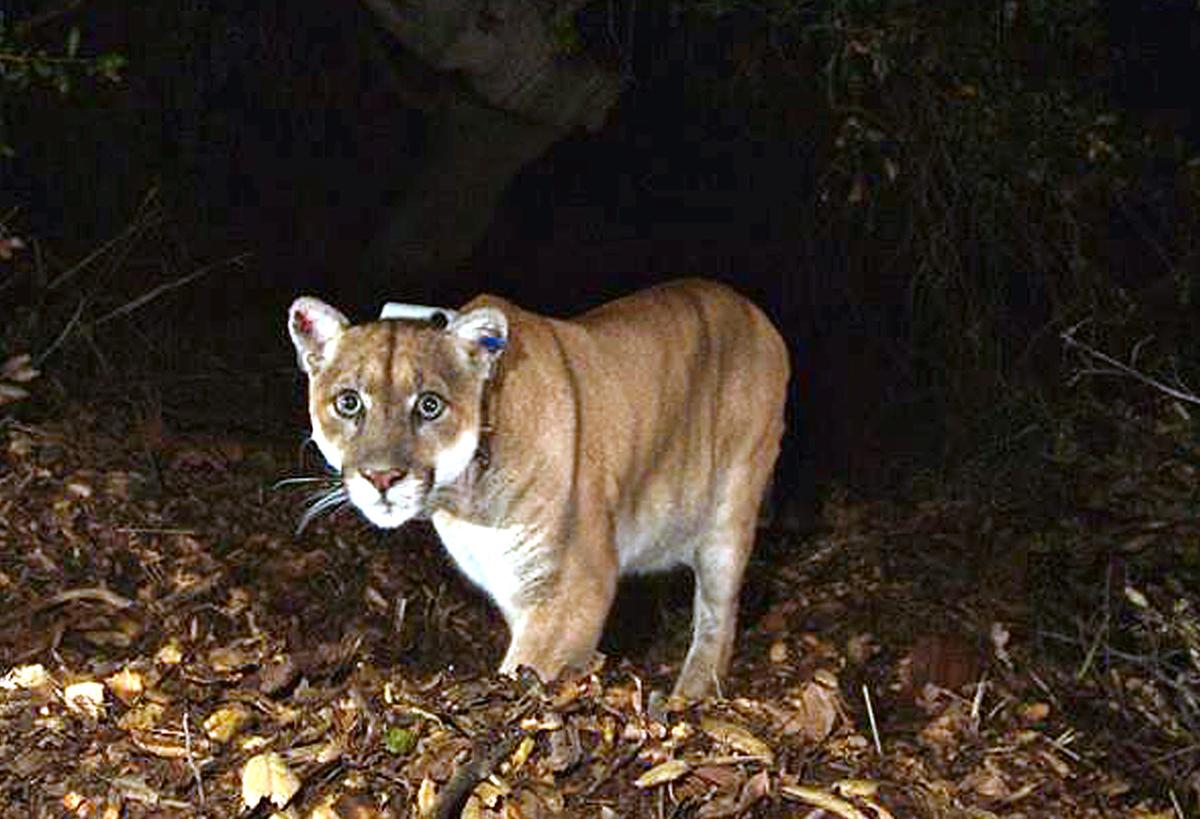 4th Mountain Lion Killed This Year by Vehicle