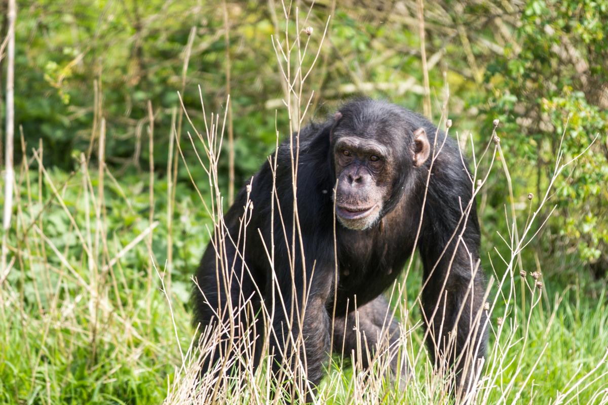 Chimps Enjoy Iced Treats in Whipsnade Zoo