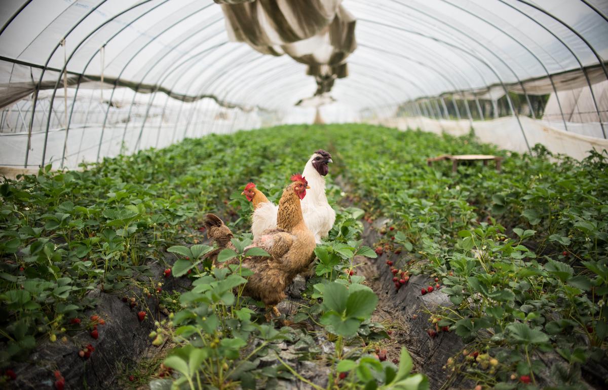 US Chicken Trade to China Catches the Flu