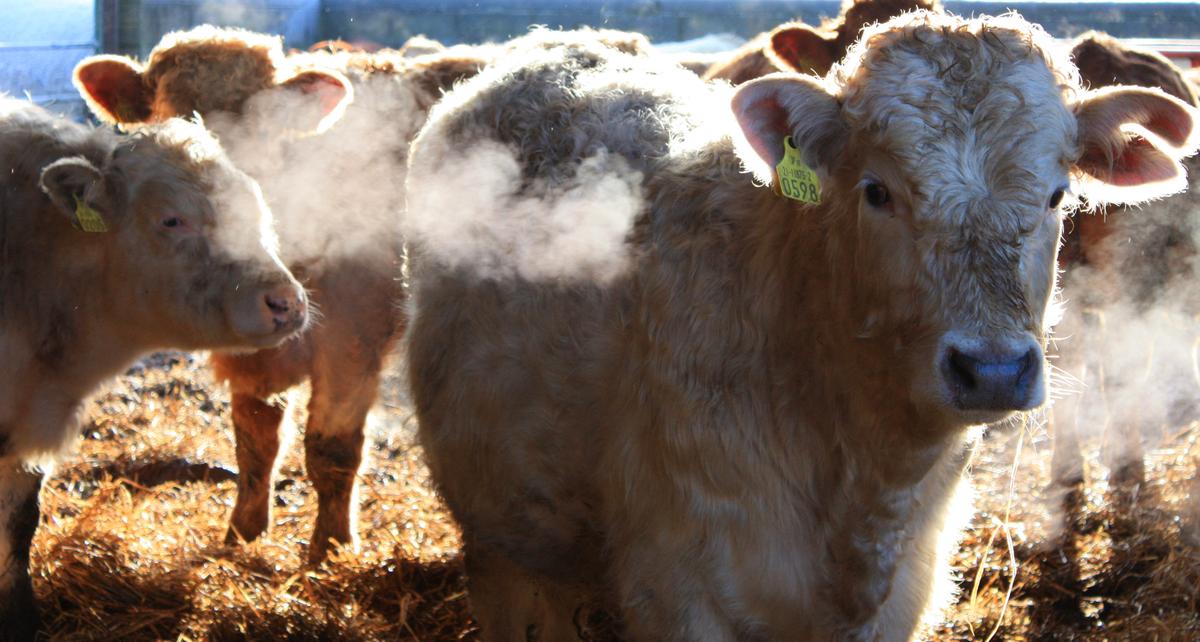 Hormones for Cattle Stick Around in Streams