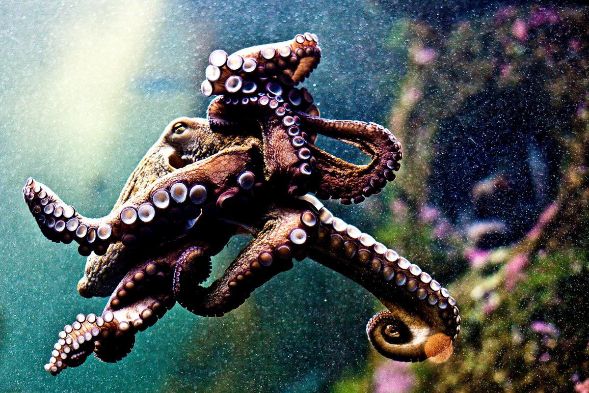 Octopus Sucks Onto Chinese Woman’s Face, Ripping Her Skin When She Tried to Eat It Live