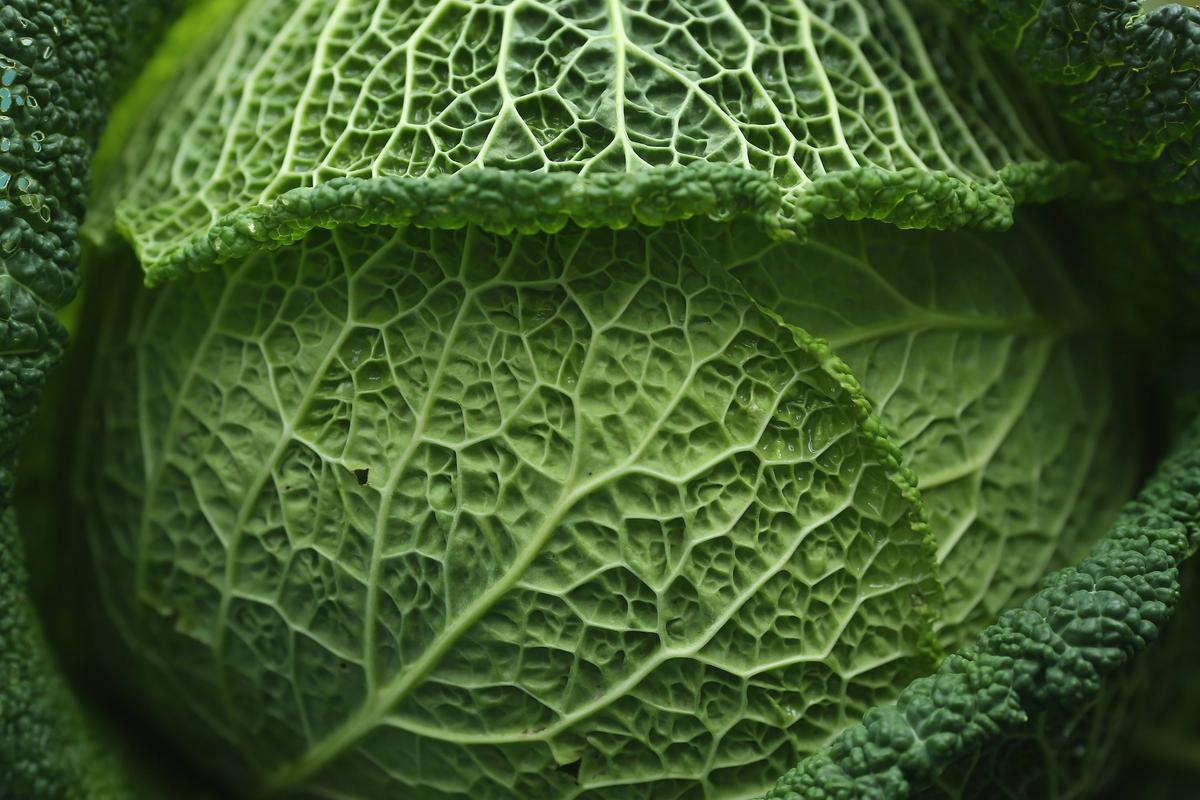 Cabbage Beats Chemo for Cervical Cancer