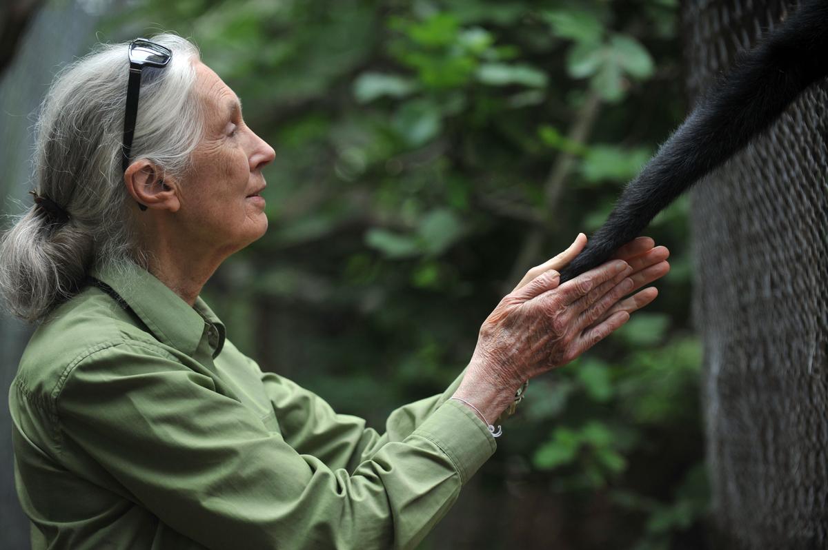 Jane Goodall: Cincinnati Zoo Had No Choice But to Kill Harambe the Gorilla