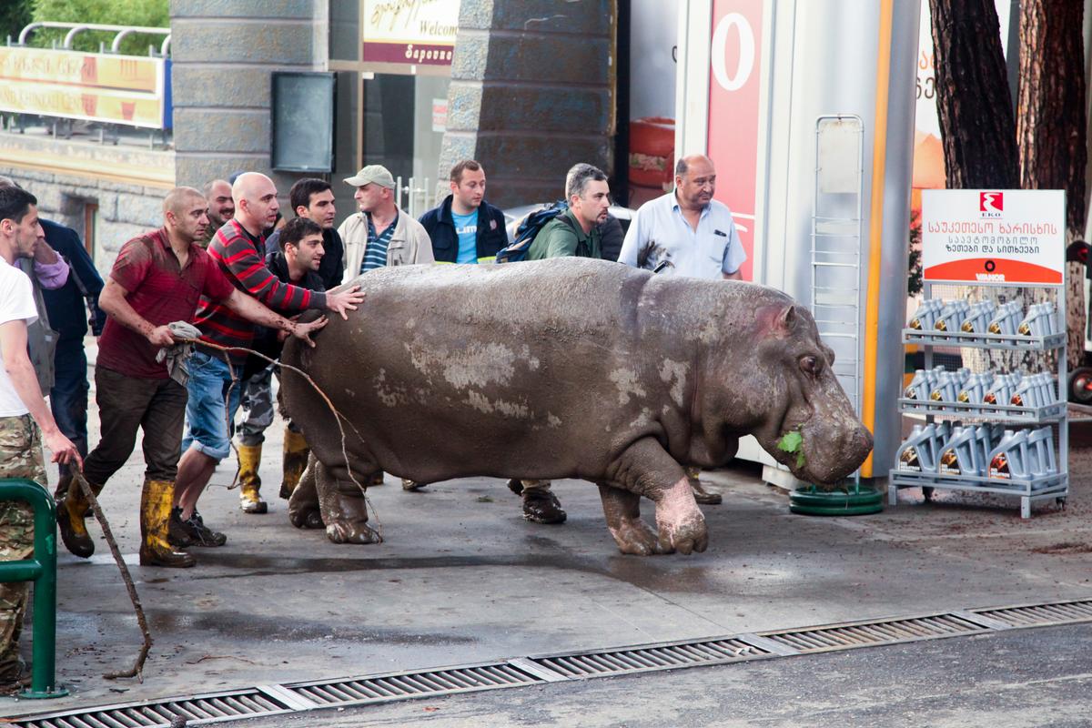 Zoo Animals Roam Free in Georgia’s Capital After Flooding