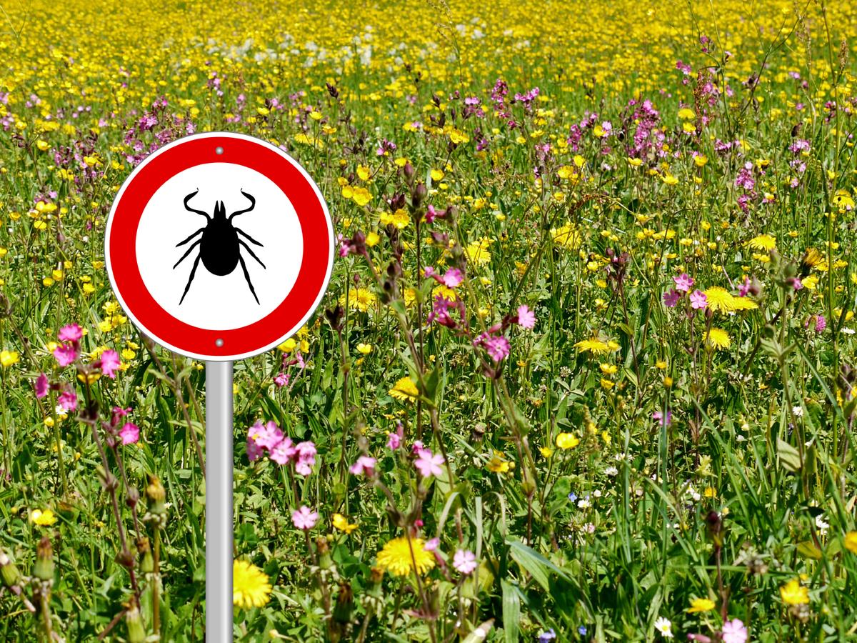Powassan Virus, a Deadly Tick Disease