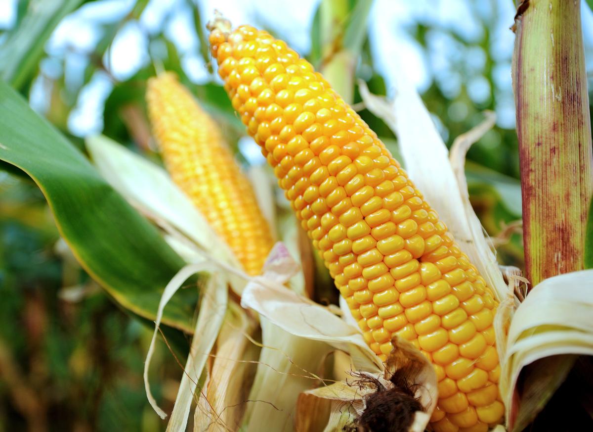RI Man Charged With Shooting Corn Cobs at Neighbor’s Home