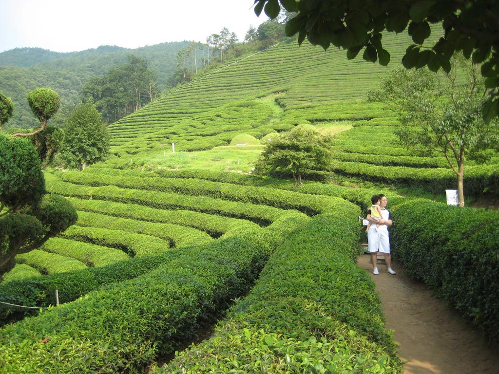 <span class="caption">Matcha and green tea are derived from the same plant. </span>Green tea field in Boseong, South Korea. (Wikimedia Commons)