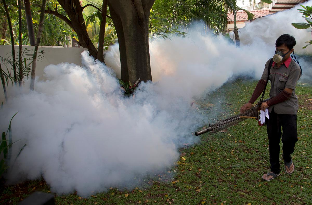 New Antibody Adds to Arsenal Against Dengue