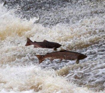 Swimming Upstream: Genetically modified Salmon’s Struggle for Approval