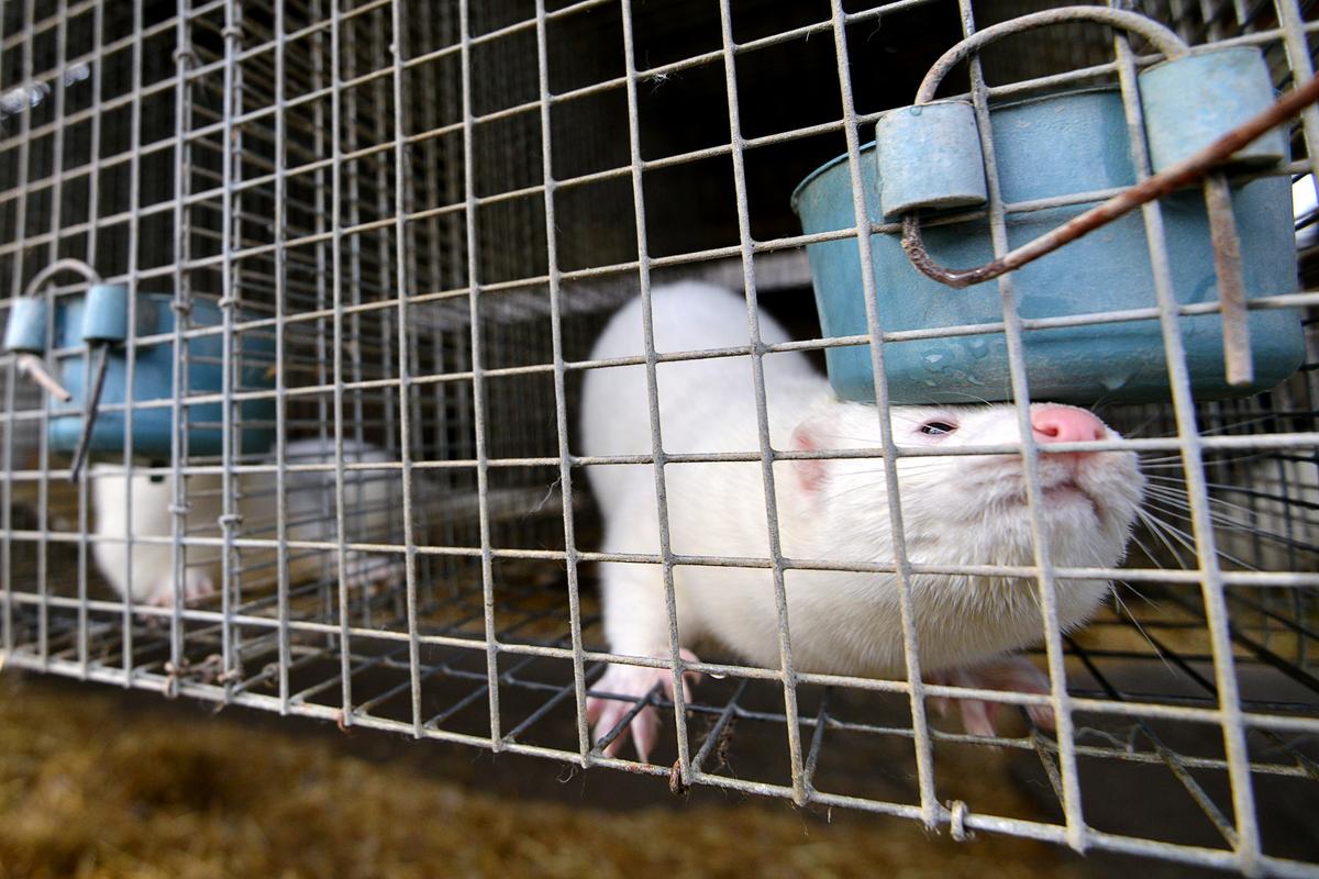 FBI: US Rampage to Release Mink Ends in Arrest