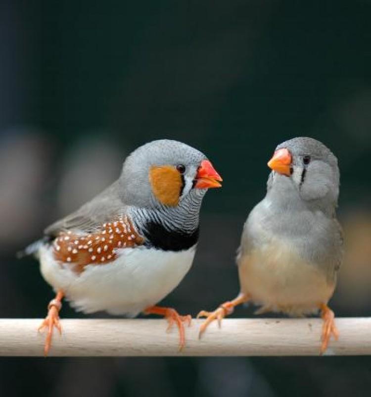 Male Finches Fool Some Females With Fake Songs