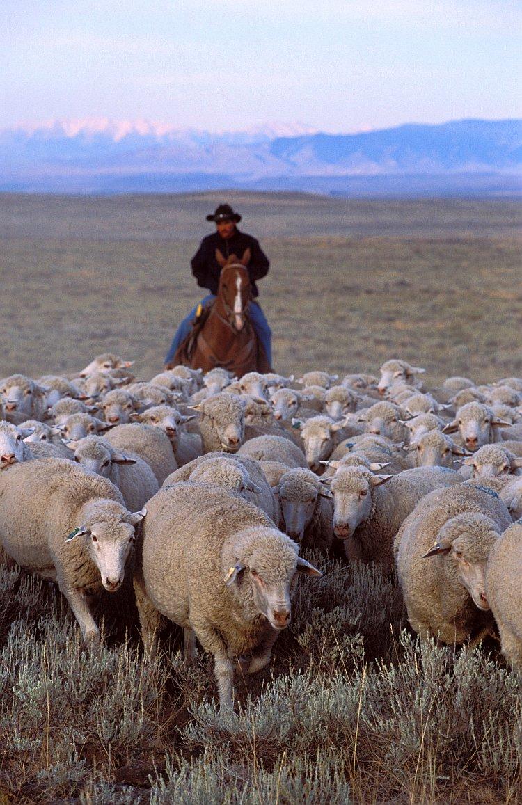 Sheep Herders of the West: An Unconventional Immigrant Story