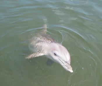Dolphin Echolocating Abilities May Diminish due to Man-made Noise