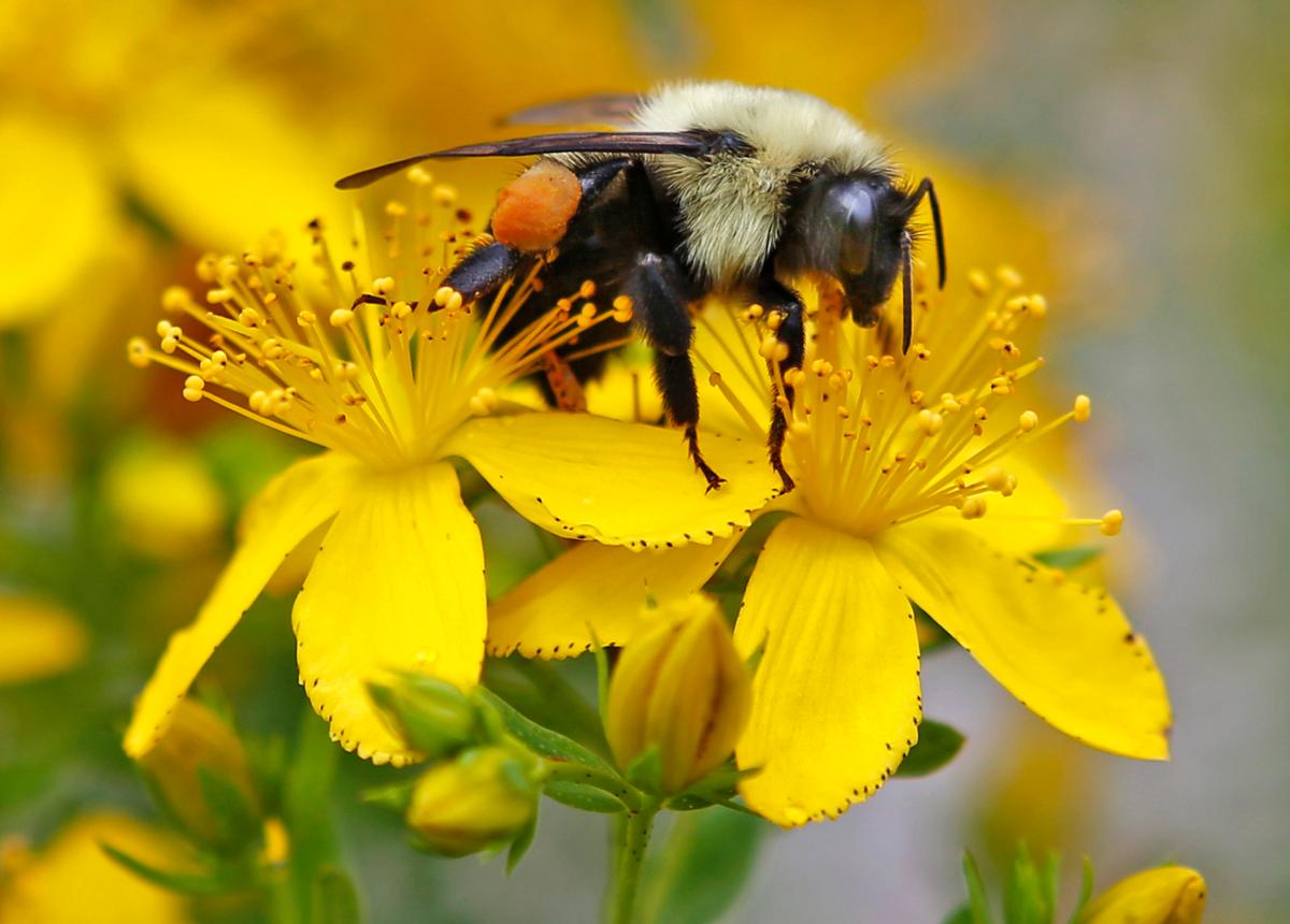 To Bee, or Not to Bee: This Is No Bumbling Insect Audit