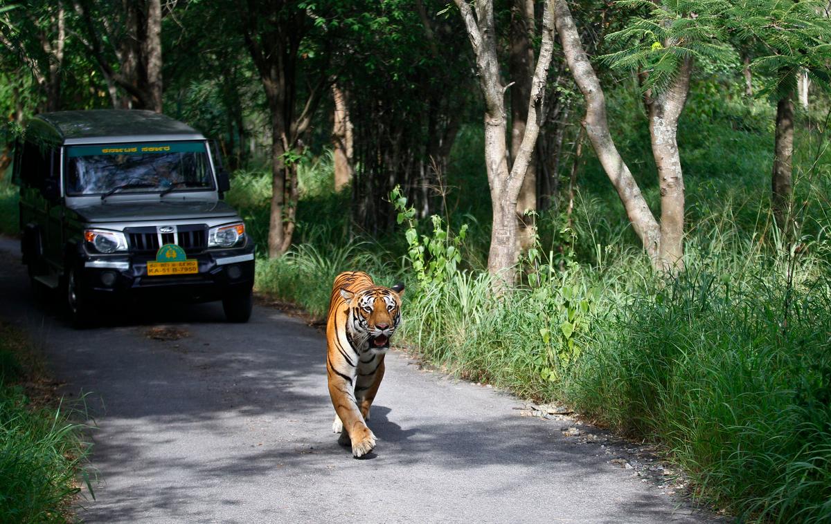 Wildlife Groups Say 41 Tigers Have Died in India This Year