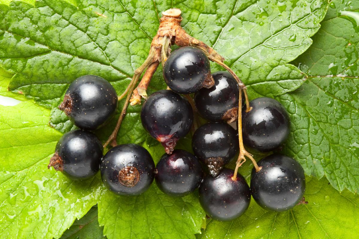 Outlawed Berries Boost Brain Power and Mood