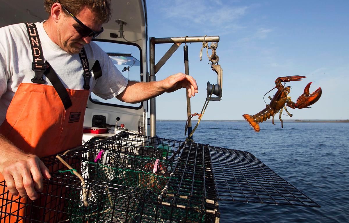 Lobster Population Is Shifting North; Ocean Warming Blamed