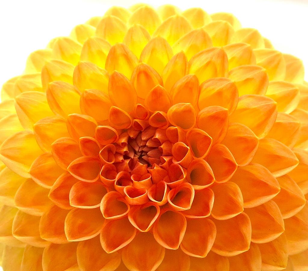 In the Push for Marketable Skills, Are We Forgetting the Beauty and Poetry of STEM Disciplines?