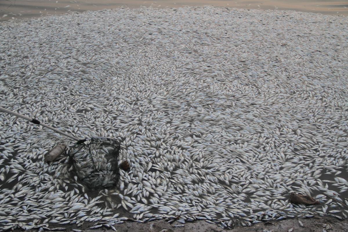 Everything’s OK, Say Chinese Officials After Dead Fish Wash Up in Tianjin