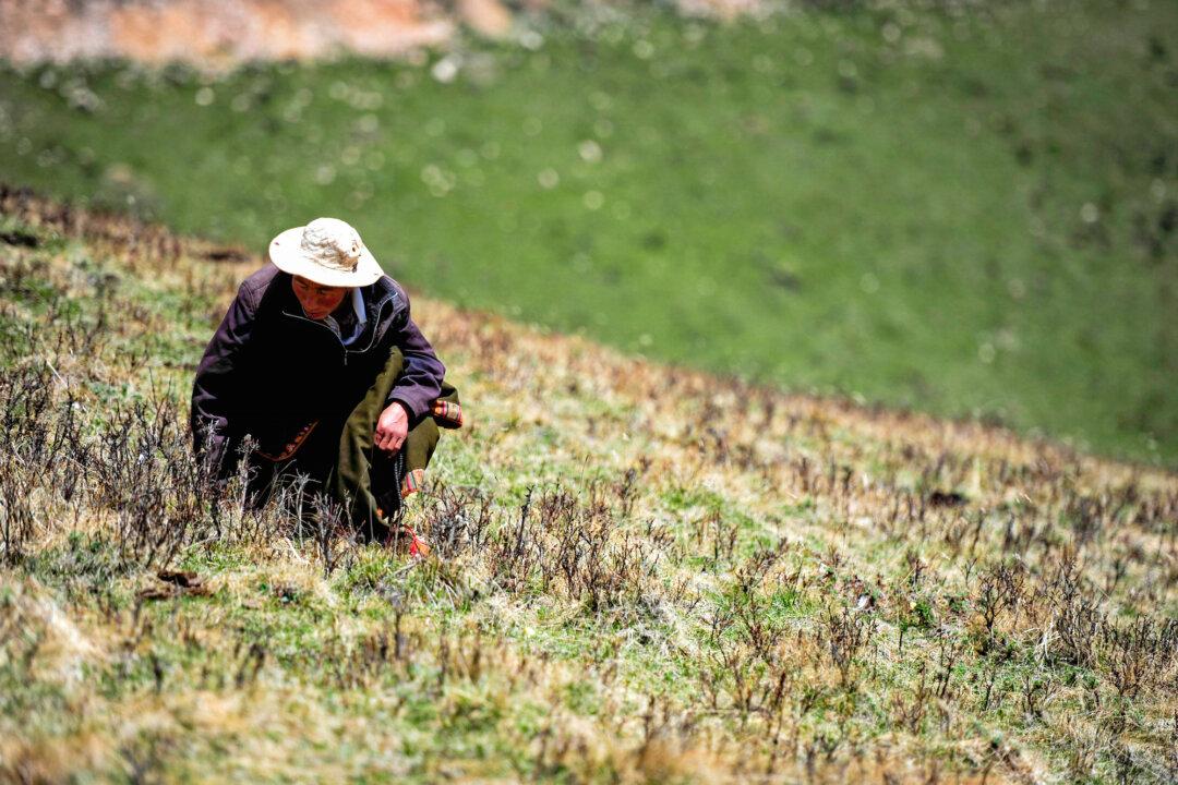 Tibetan Villagers Report More Bear Attacks and Little Help From Authorities