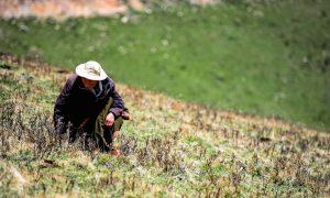 Tibetan Villagers Report More Bear Attacks and Little Help From Authorities