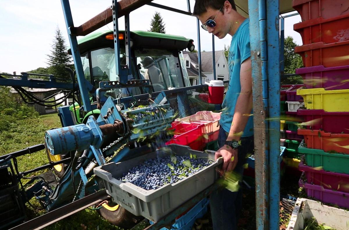 Machines Take Place of Migrants as Berry Harvest Booms