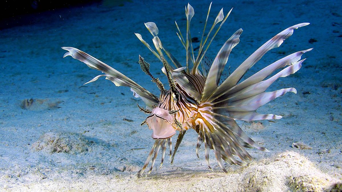 Undersea Life Like You’ve Never Seen It Before