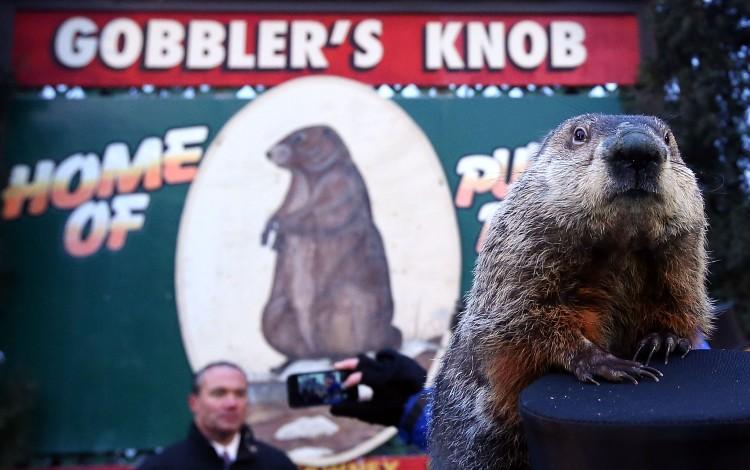 Groundhog Punxsutawney Phil climbs on the top hat of his handler after Phil did not see his shadow and predicted an early spring during the 127th Groundhog Day Celebration at Gobbler's Knob on Feb. 2, 2013 in Punxsutawney, Pa. (Alex Wong/Getty Images)