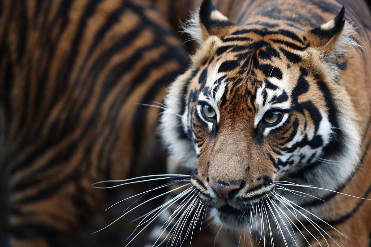 New Zealand Zookeeper Fatally Attacked by Sumatran Tiger