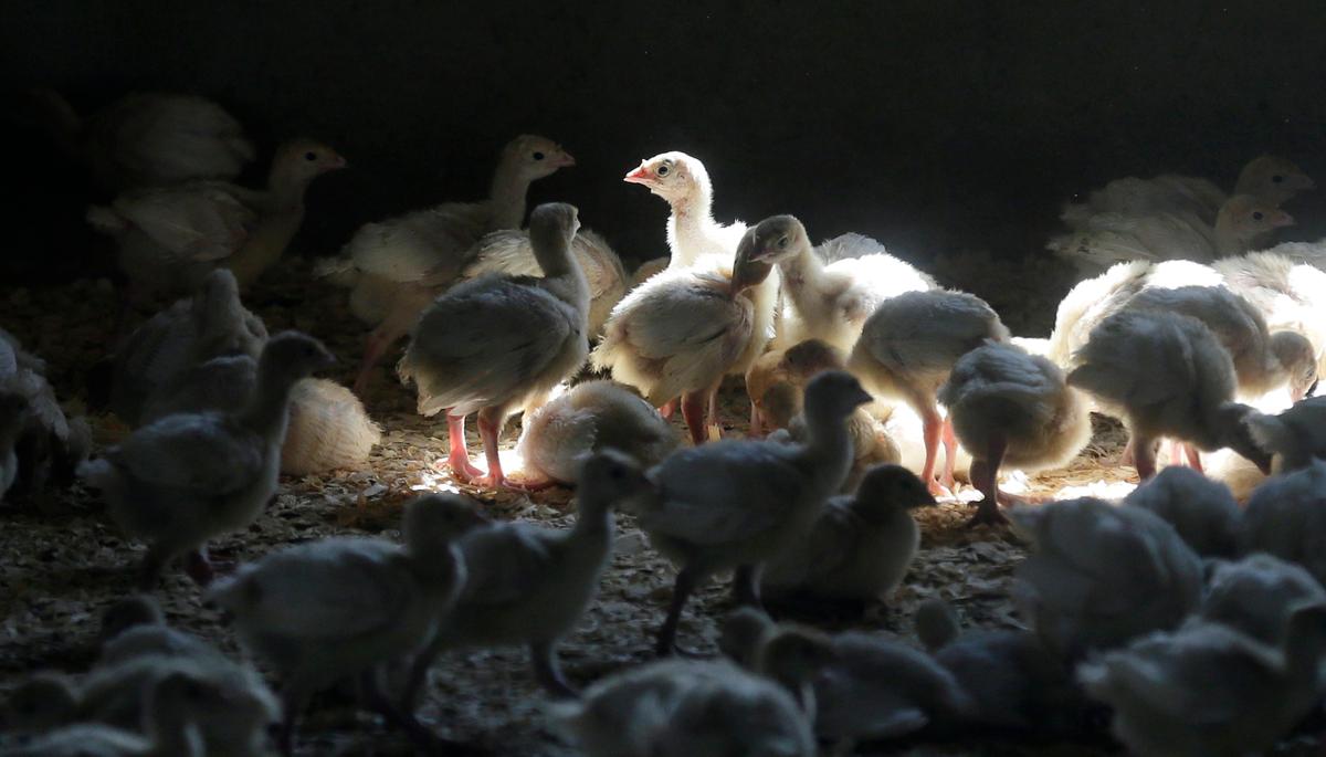 Iowa Company Gets First USDA License for Bird Flu Vaccine