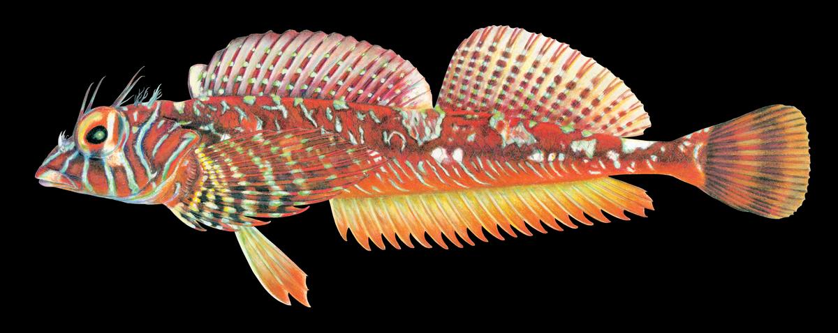 Meet the Unfamiliar Fish of the Salish Sea