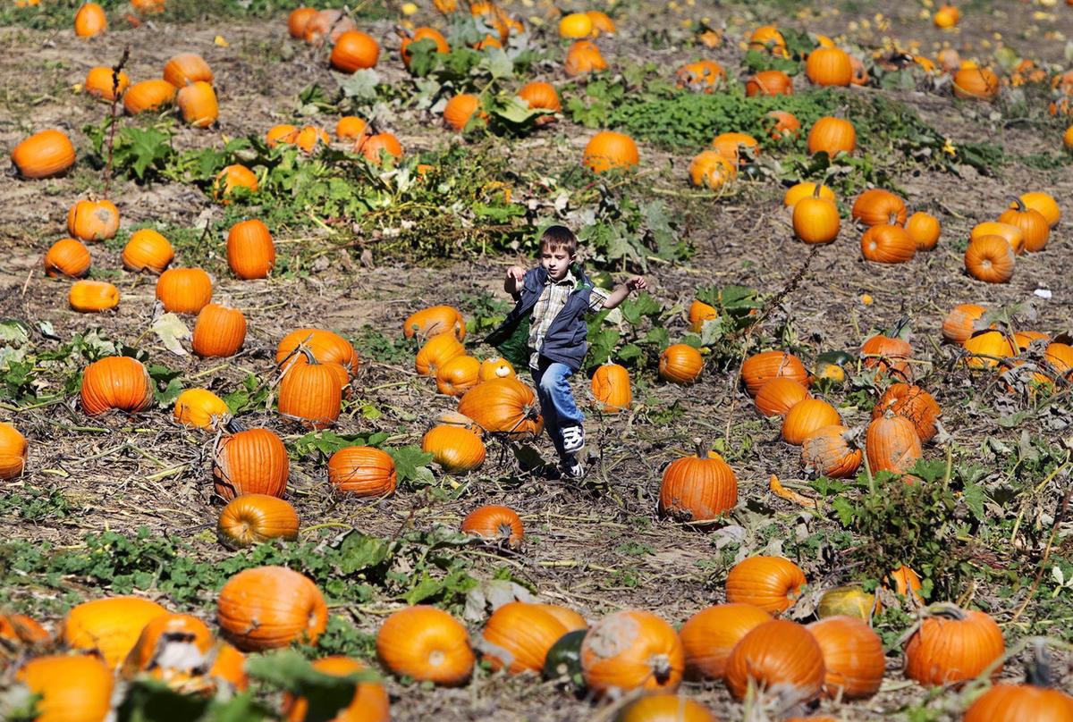Pumpkin Producers Capitalizing on US Jack O' Lantern Shortage