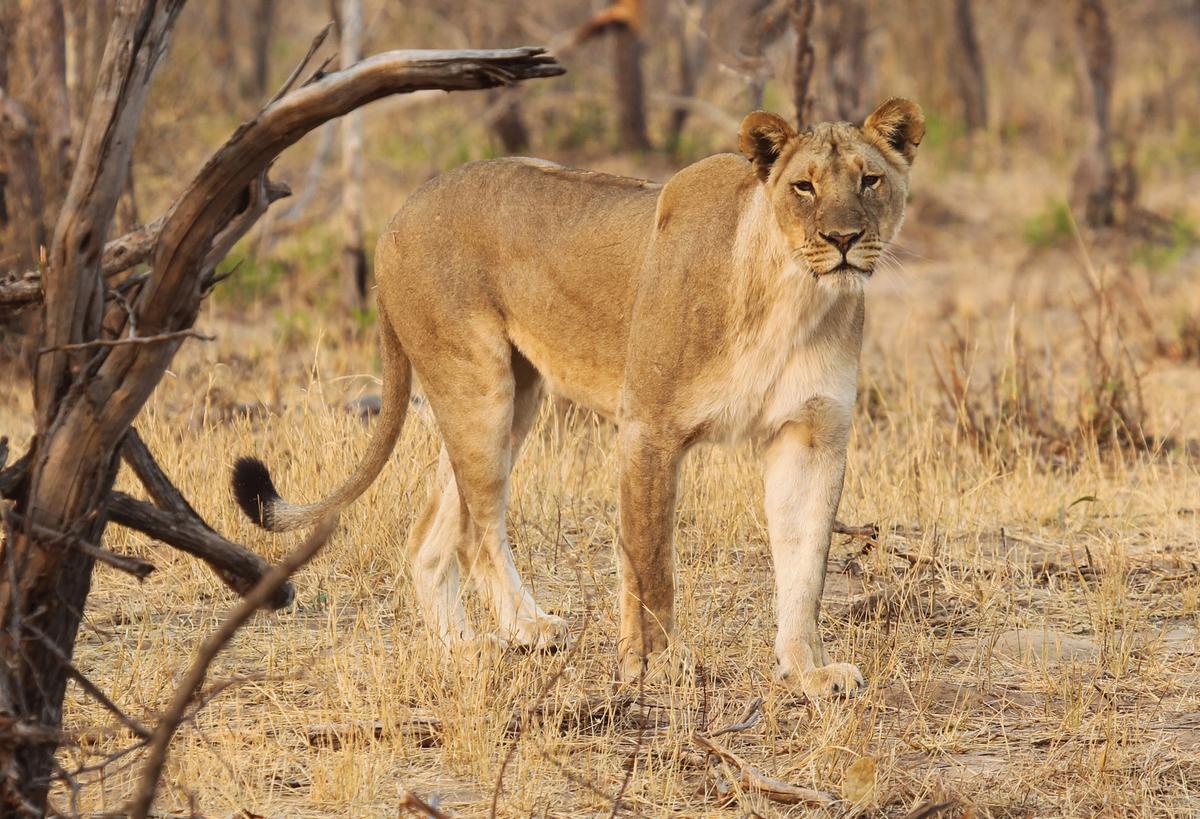 Man Who Jumped in Zoo’s Lion Enclosure Thought He Was a ‘Prophet,’ Reports Say