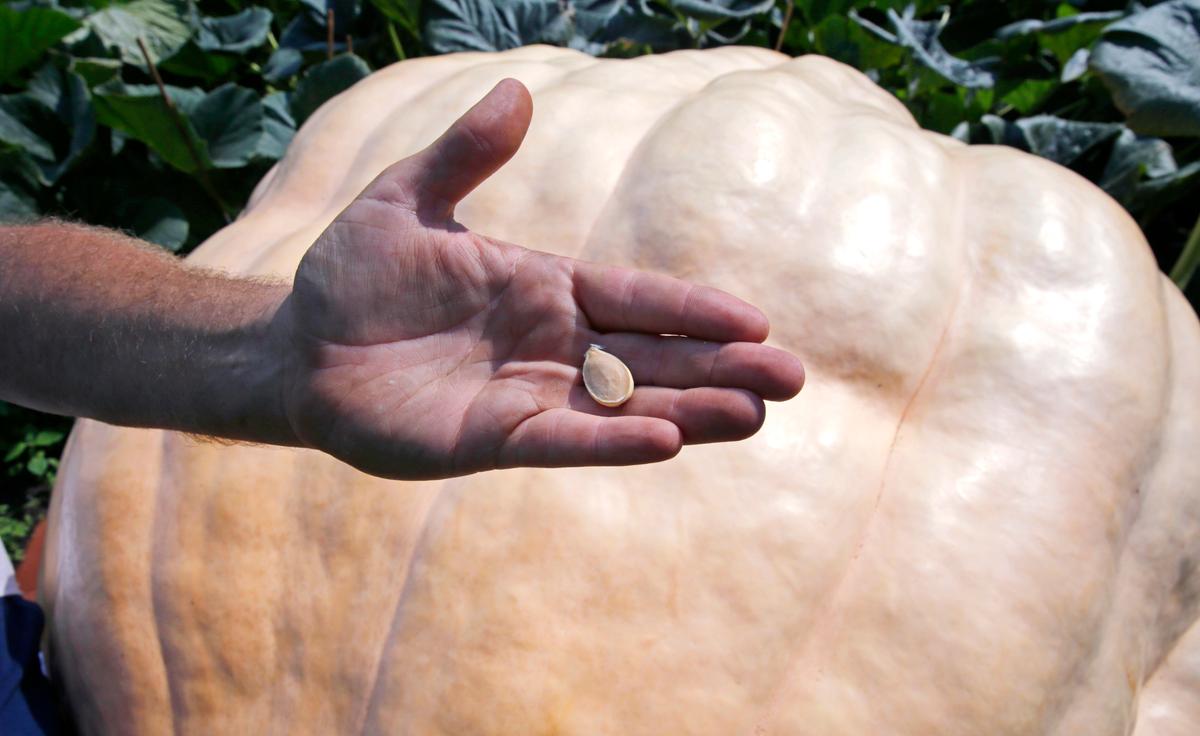 How Do You Grow a 2,000-Pound Pumpkin? It’s Complicated