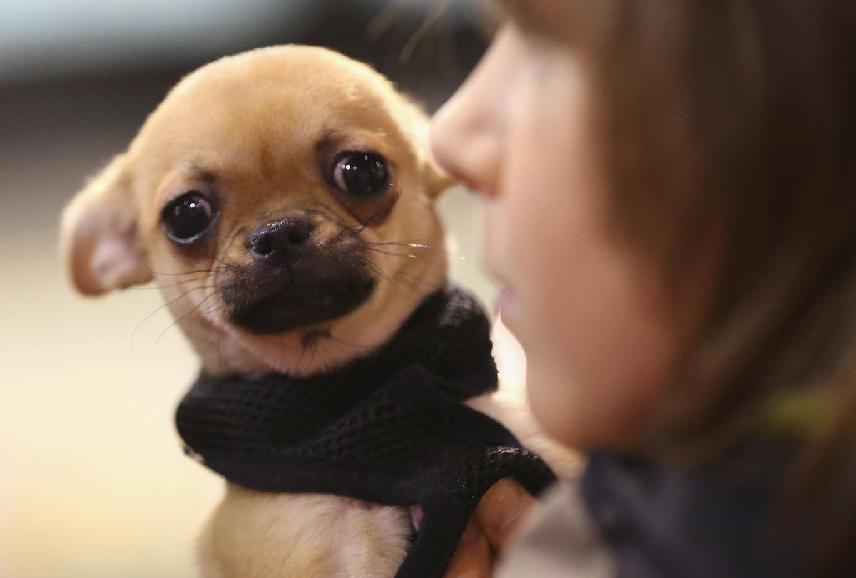 Dog and Cat Populations Are Approaching Human Numbers