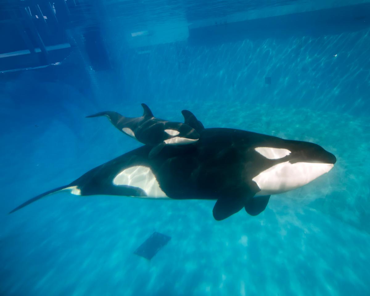 SeaWorld to End Whale Theatrics