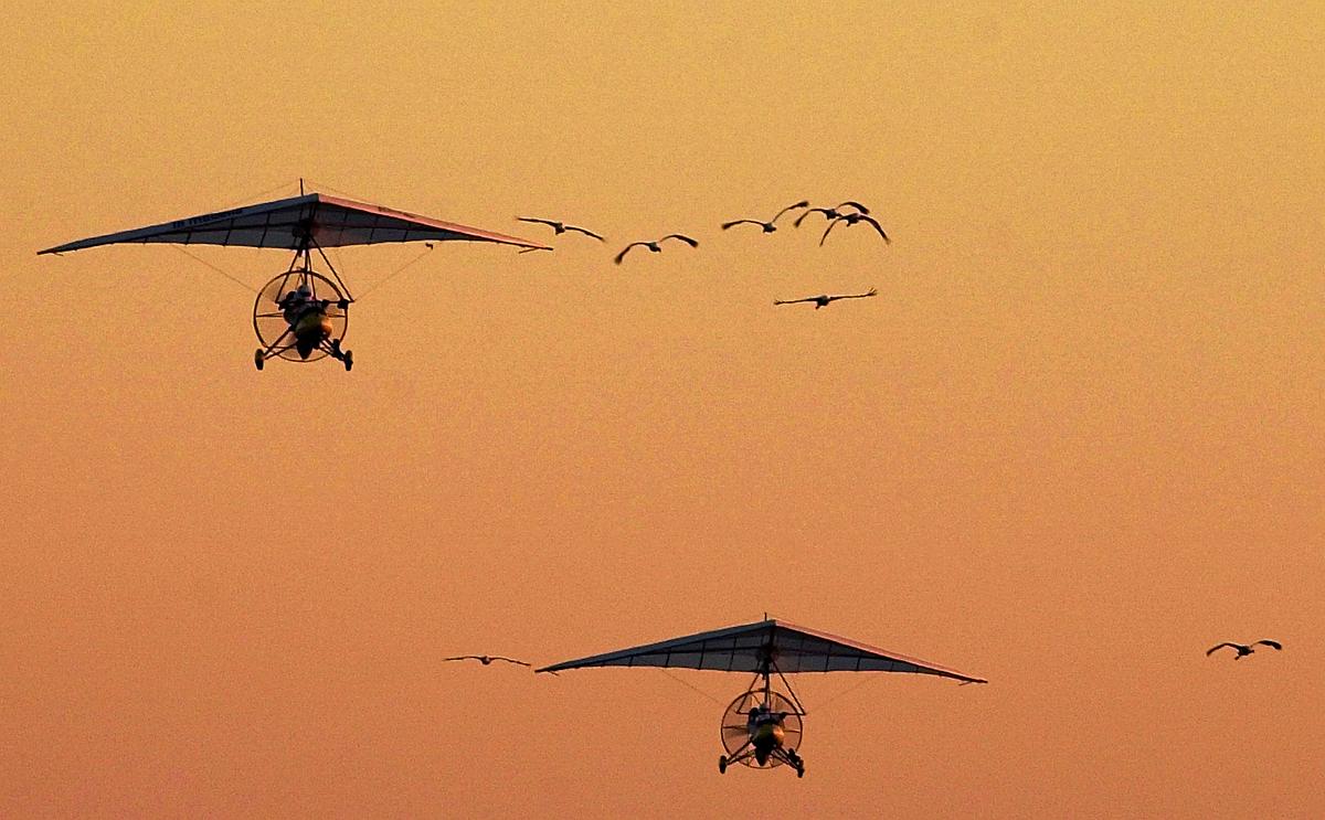 Whooping Cranes May Lose Ultralight Assistance